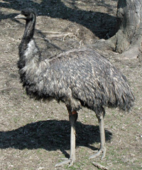 emu